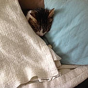 Didou participe au concours pour gagner de l'argent avec cette photo : carnivoran, cat, cat_like_mammal, domestic_short_haired_cat, floor, flooring, fur, kitten, mammal, nap, sleep, small_to_medium_sized_cats, textile, whiskers