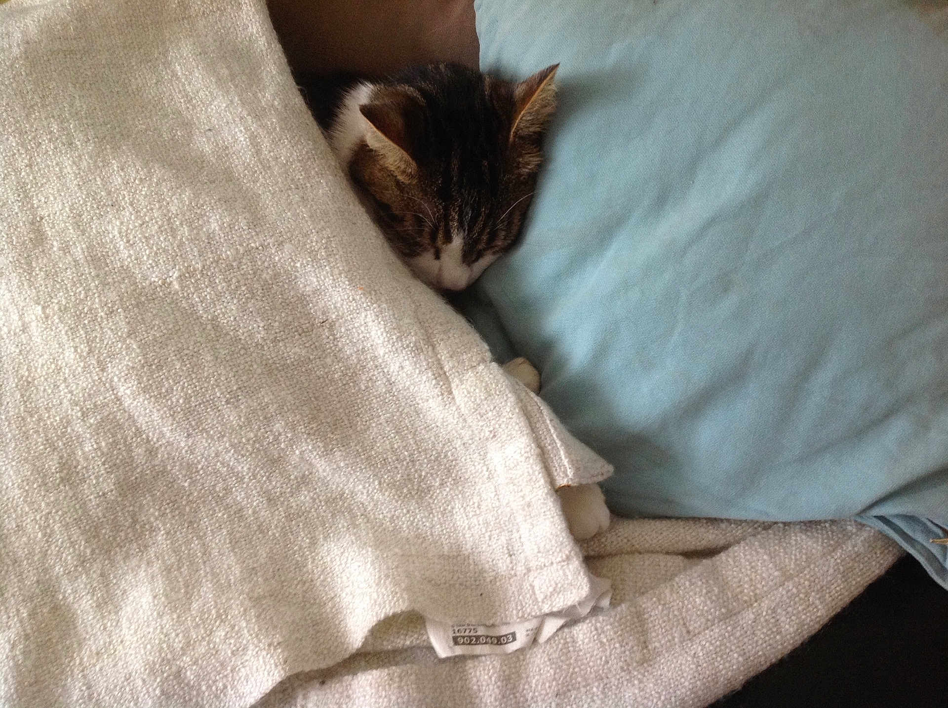 Didou participe au concours pour gagner de l'argent avec cette photo : carnivoran, cat, cat_like_mammal, domestic_short_haired_cat, floor, flooring, fur, kitten, mammal, nap, sleep, small_to_medium_sized_cats, textile, whiskers