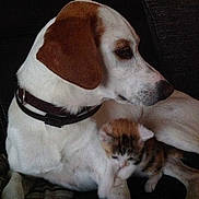 Pim's participe au concours pour gagner de l'argent avec cette photo :