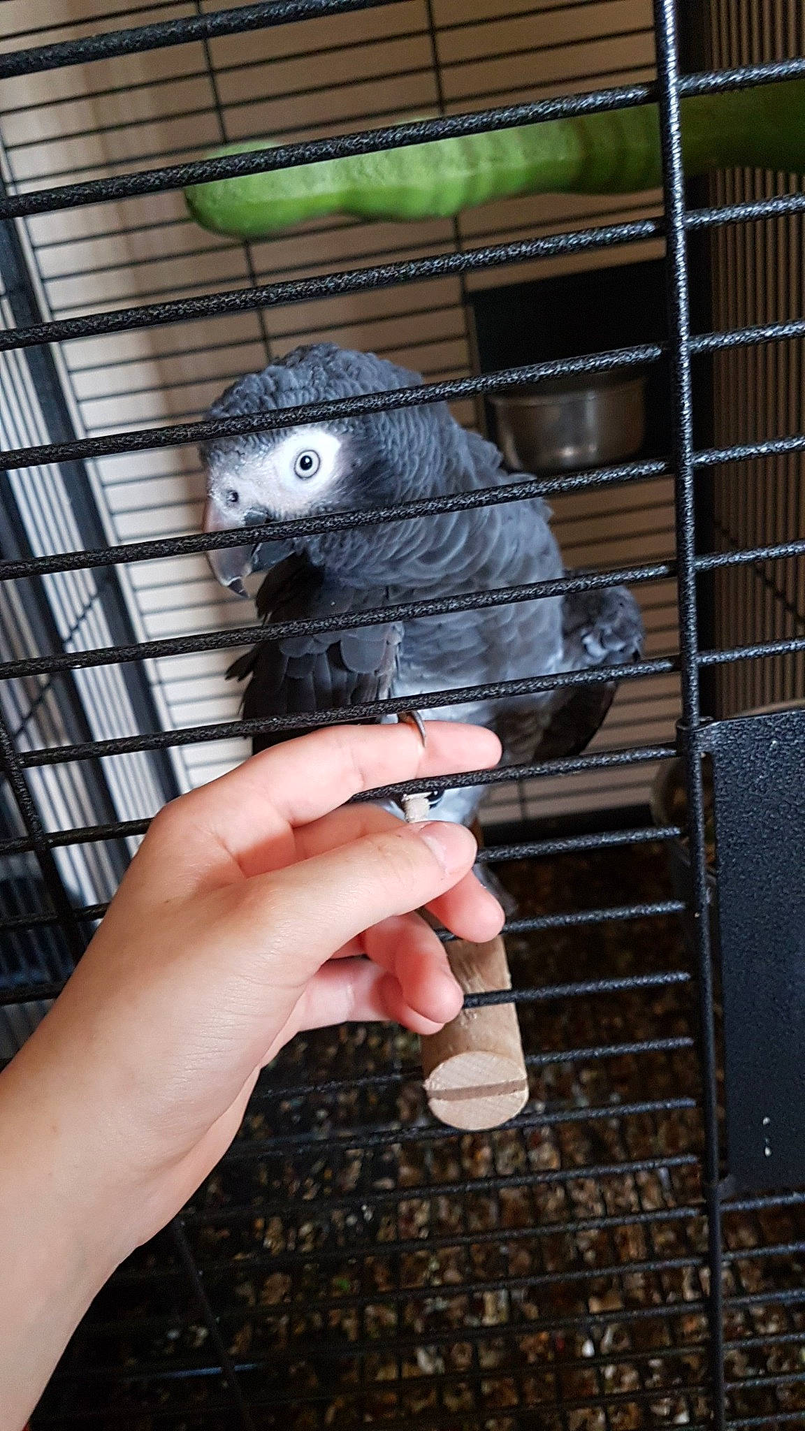 Pako participe au concours pour gagner de l'argent avec cette photo : animal_shelter, bird, budgie, cage, chinchilla, cockatoo, finger, gerbil, hamster, hand, lovebird, parakeet, parrot, pet_supply, rodent