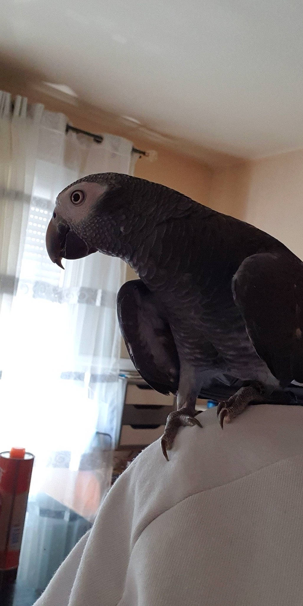 Pako participe au concours pour gagner de l'argent avec cette photo : african_grey, beak, bird, parakeet, parrot, wing