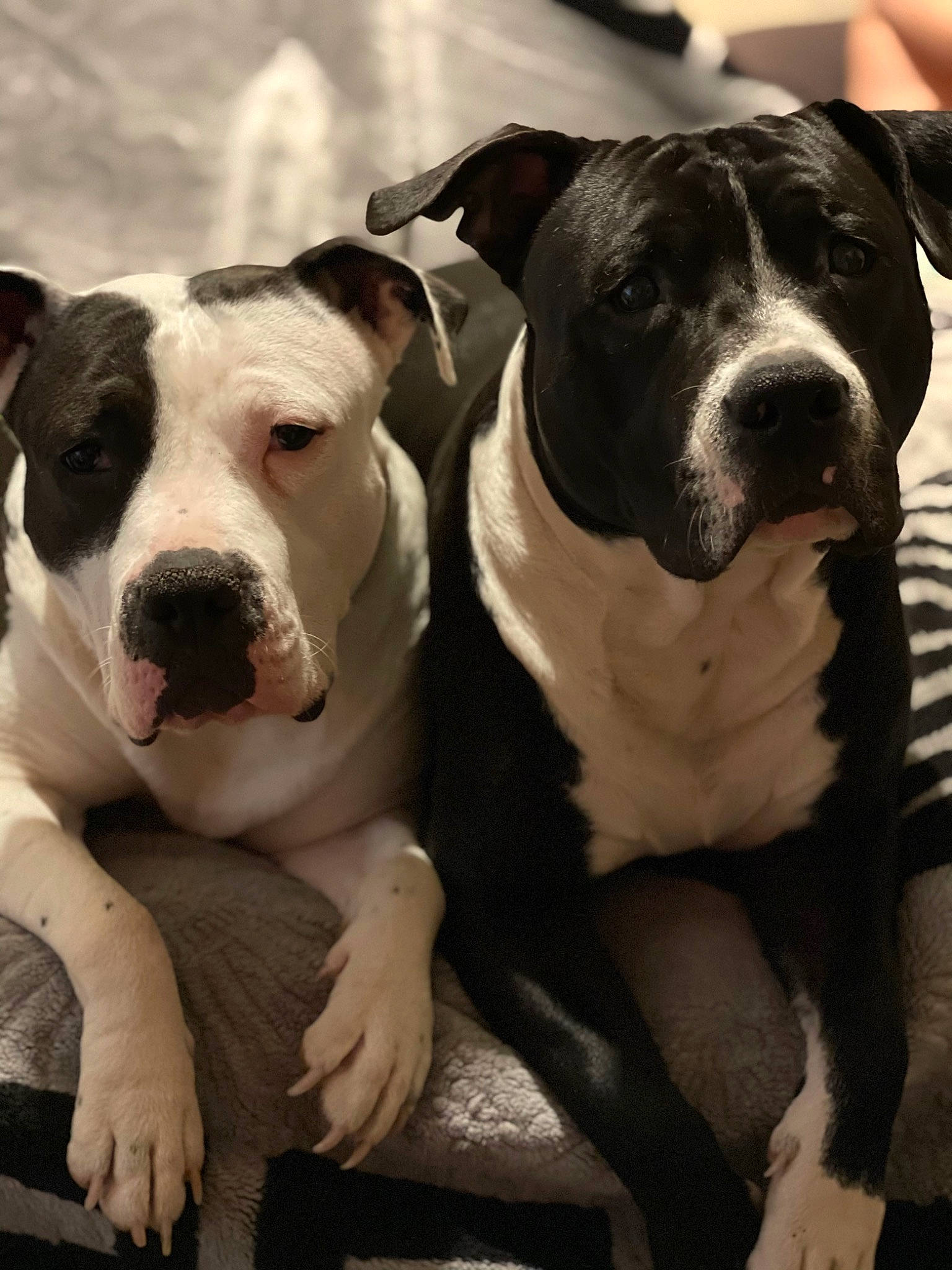 Falcko participe au concours pour gagner de l'argent avec cette photo : canidae, carnivore, collar, comfort, companion_dog, dog, dog_breed, dog_collar, fawn, fur, non_sporting_group, pet_supply, photography, snout, sporting_group, terrestrial_animal, whiskers, white, working_animal, working_dog