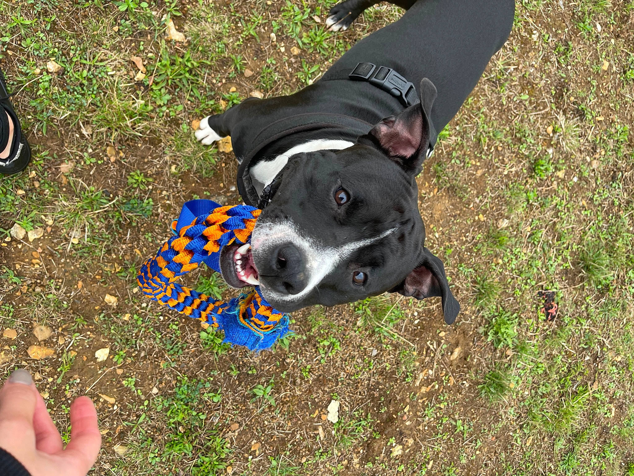 Falcko participe au concours pour gagner de l'argent avec cette photo : canidae, carnivore, companion_dog, dog, dog_breed, electric_blue, fashion_accessory, fun, gesture, grass, grassland, leisure, people_in_nature, personal_protective_equipment, plant, recreation, snout, sporting_group, toy, working_animal