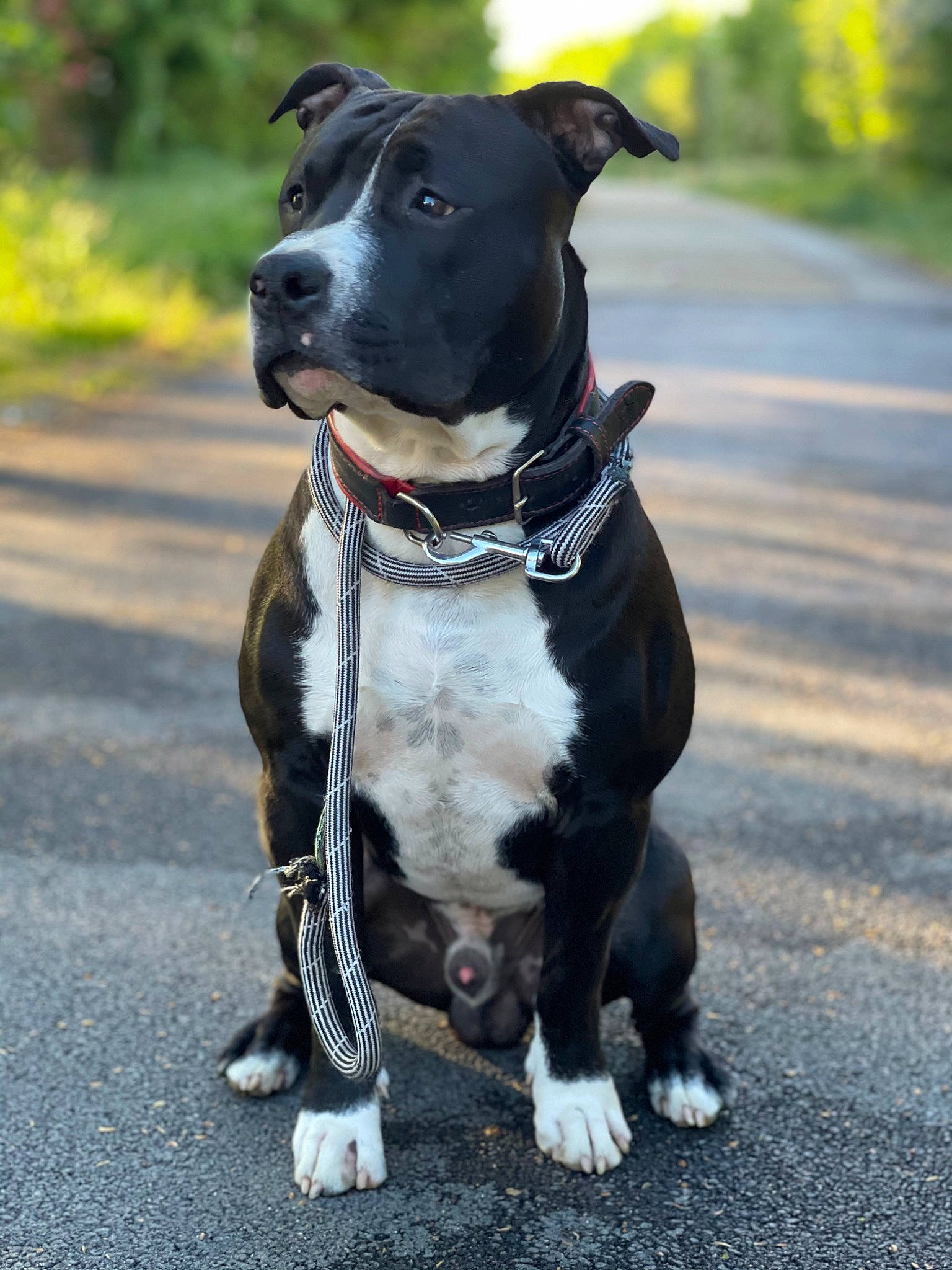 Falcko a rejoint le concours — aidez-le/la à gagner de superbes lots ! canidae, carnivore, collar, companion_dog, dog, dog_breed, dog_collar, dog_supply, fashion_accessory, fawn, fur, leash, pet_supply, plant, road_surface, snout, sporting_group, whiskers, window, working_animal