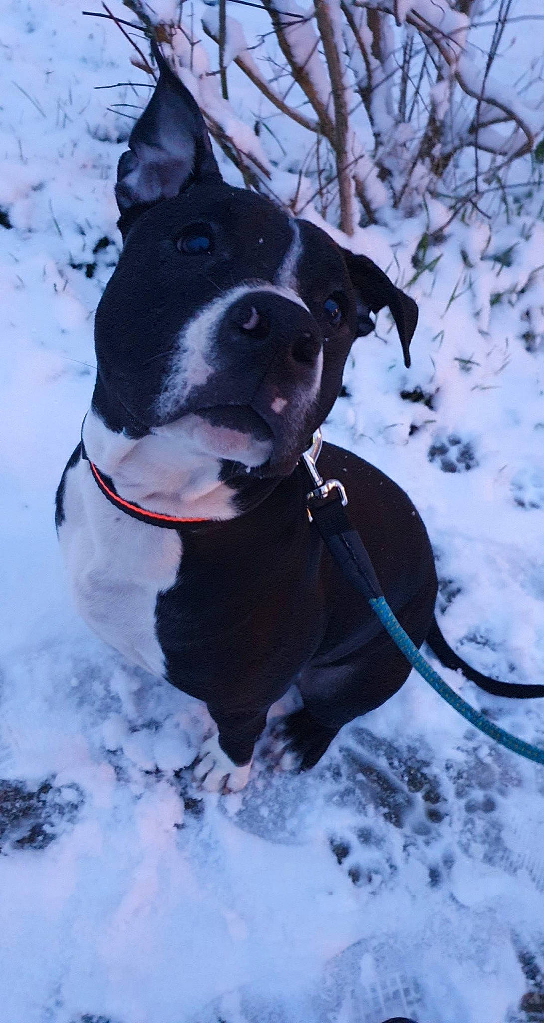 Falcko participe au concours pour gagner de l'argent avec cette photo : canidae, carnivore, collar, companion_dog, dog, dog_breed, dog_collar, dog_supply, freezing, fur, leash, mammal, pet_supply, recreation, snout, snow, sporting_group, whiskers, winter, working_dog