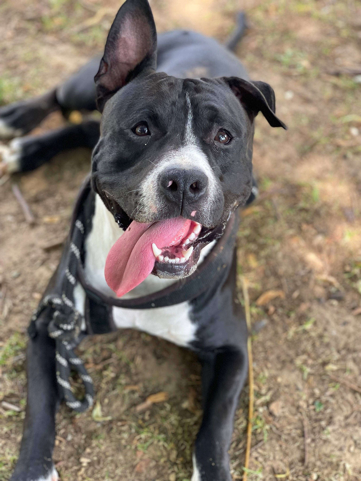 Falcko participe au concours pour gagner de l'argent avec cette photo : boston_terrier, canidae, carnivore, collar, companion_dog, dog, dog_breed, dog_collar, dog_supply, fawn, grass, molosser, plant, snout, soil, sporting_group, tail, whiskers, working_animal, working_dog