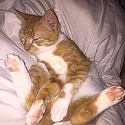 Oasis a rejoint le concours — aidez-le/la à gagner de superbes lots ! aegean_cat, american_wirehair, arabian_mau, asian, carnivore, cat, domestic_short_haired_cat, european_shorthair, fawn, felidae, german_rex, kitten, mammal, nap, oriental_longhair, paw, polydactyl_cat, sleep, small_to_medium_sized_cats, whiskers