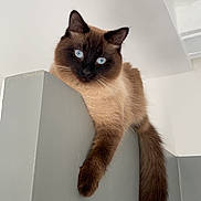 Stitch participe au concours pour gagner de l'argent avec cette photo : angora, animal, blackcat, cat, kitten, manx, pet, siamese