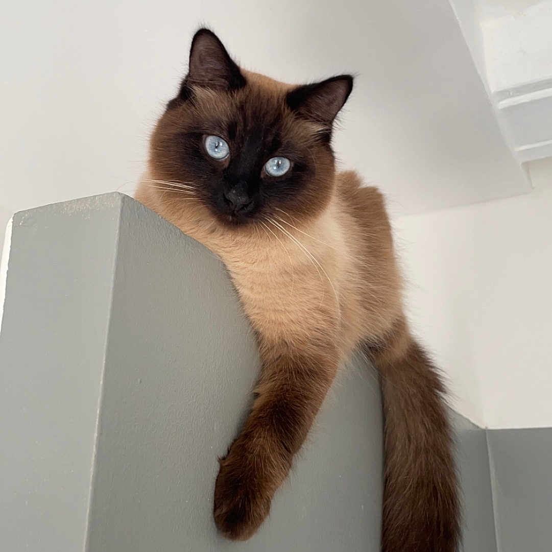 Stitch participe au concours pour gagner de l'argent avec cette photo : angora, animal, blackcat, cat, kitten, manx, pet, siamese