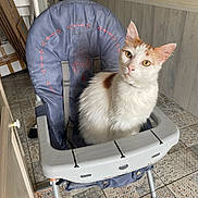 Rio participe au concours pour gagner de l'argent avec cette photo : angora, animal, cat, chair, clothing, cushion, footwear, furniture, highchair, homedecor, kitten, pet, shoe