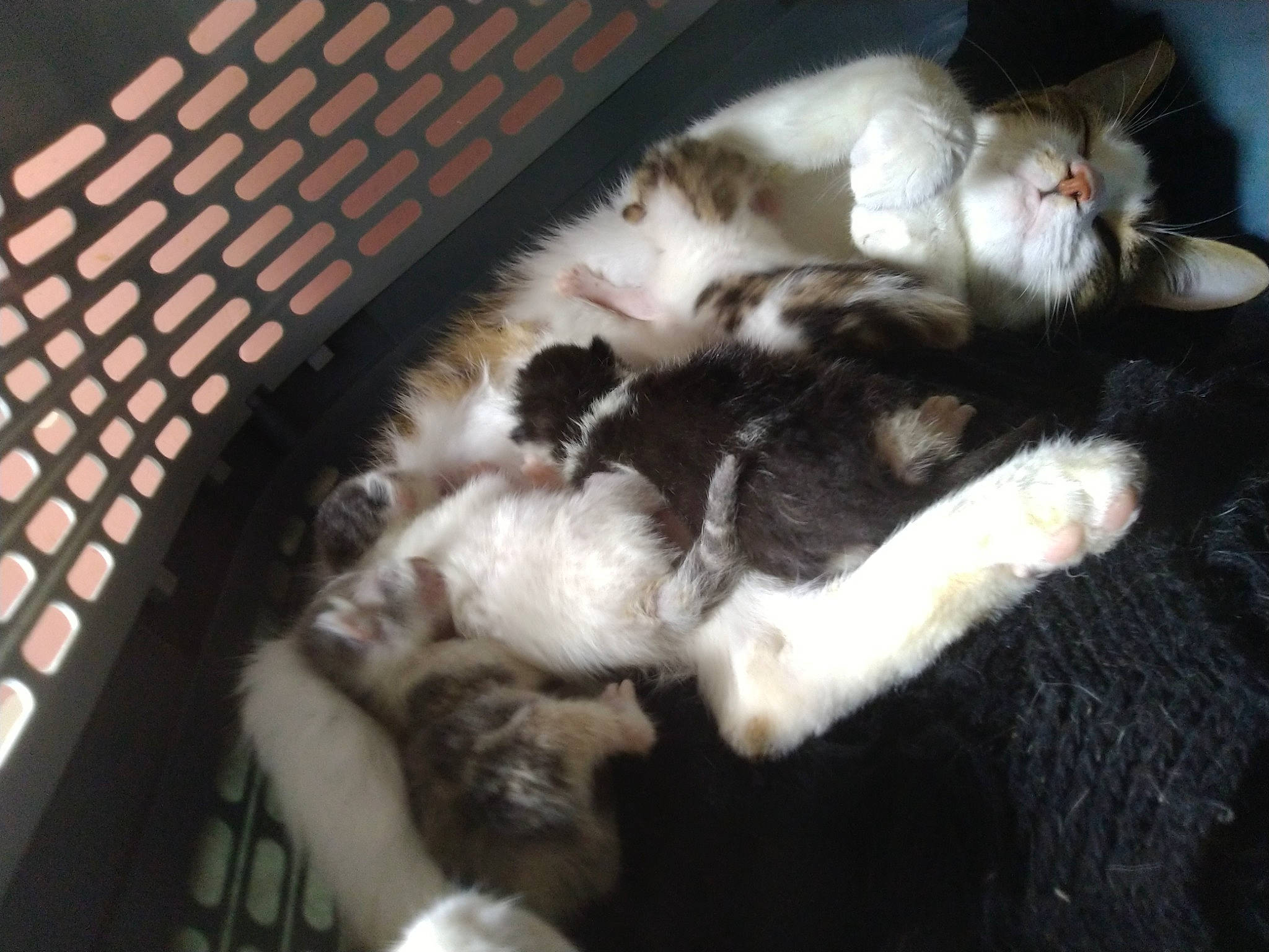 Felix Anatasya Et Blanche a rejoint le concours — aidez-le/la à gagner de superbes lots ! american_curl, carnivore, cat, claw, domestic_long_haired_cat, european_shorthair, fawn, felidae, fur, kitten, norwegian_forest_cat, paw, polydactyl_cat, small_to_medium_sized_cats, whiskers