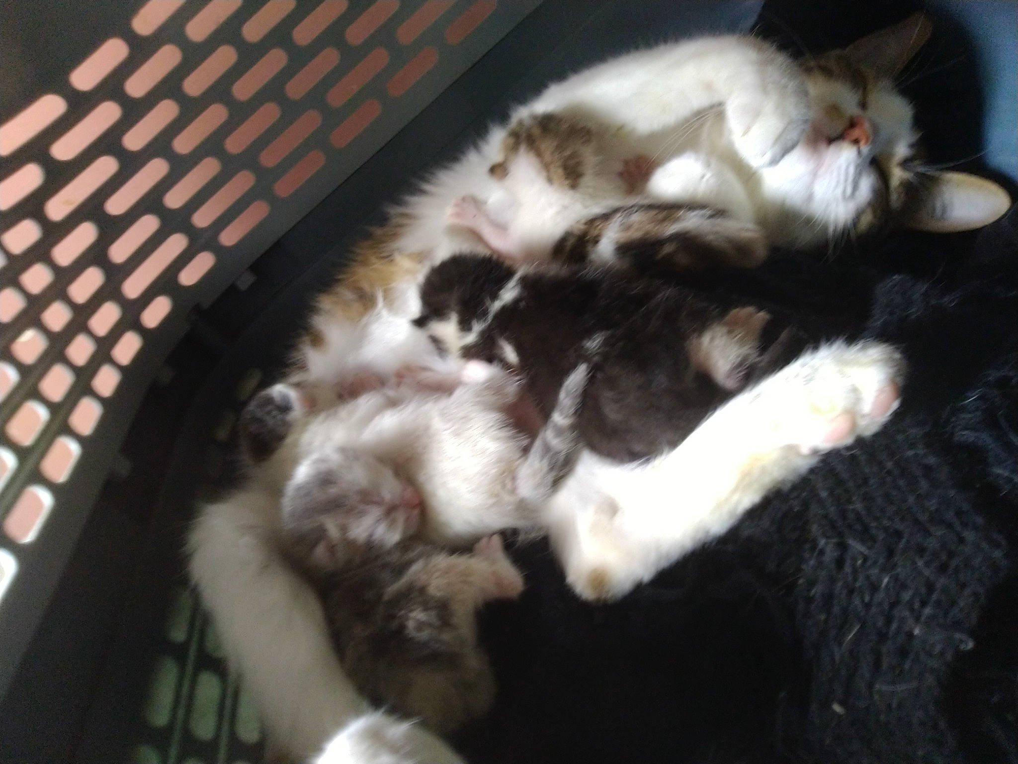 Felix Anatasya Et Blanche participe au concours pour gagner de l'argent avec cette photo : canidae, carnivore, cat, claw, dog_breed, felidae, kitten, norwegian_forest_cat, paw, polydactyl_cat, puppy, small_to_medium_sized_cats, sporting_group