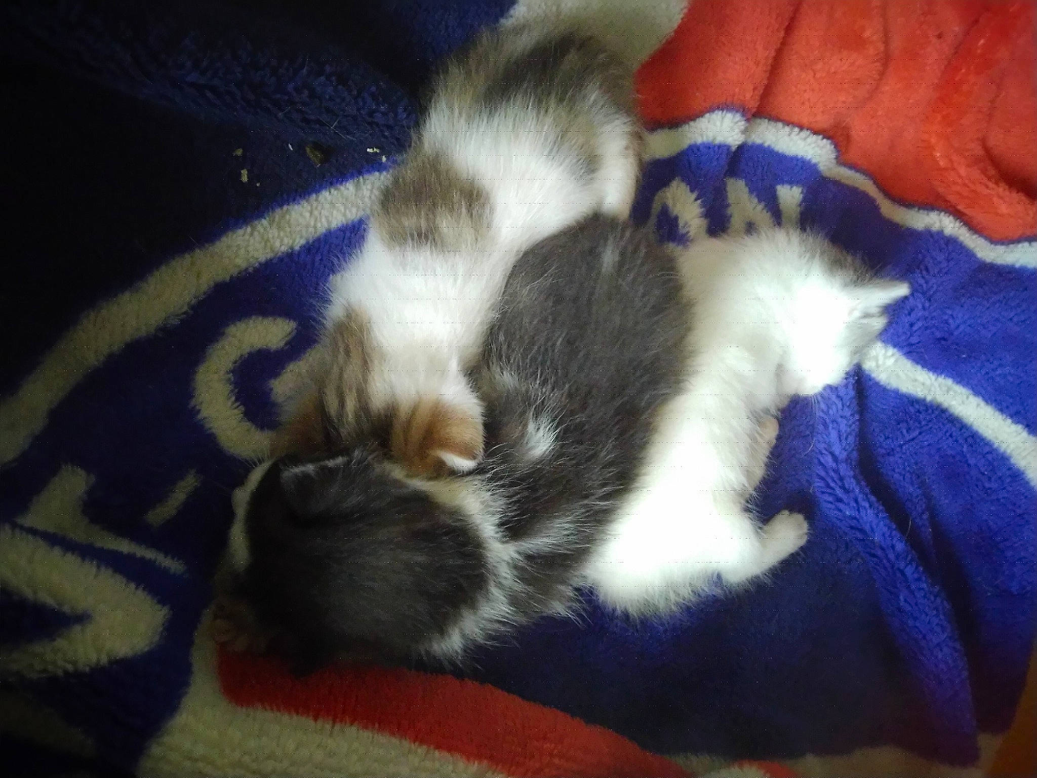 Felix Anatasya Et Blanche