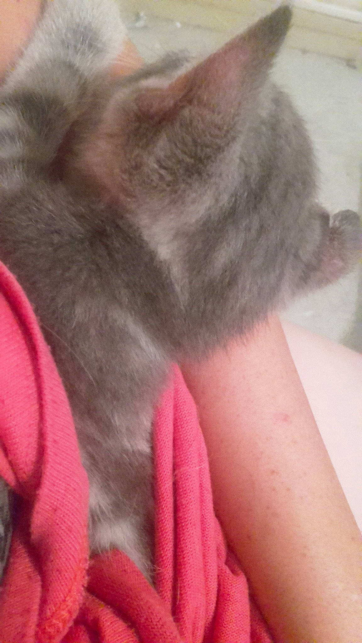 Felix Anatasya Et Blanche participe au concours pour gagner de l'argent avec cette photo : british_shorthair, carnivore, cat, chartreux, ear, fawn, felidae, fur, kitten, korat, pink, russian_blue, small_to_medium_sized_cats, tail, whiskers