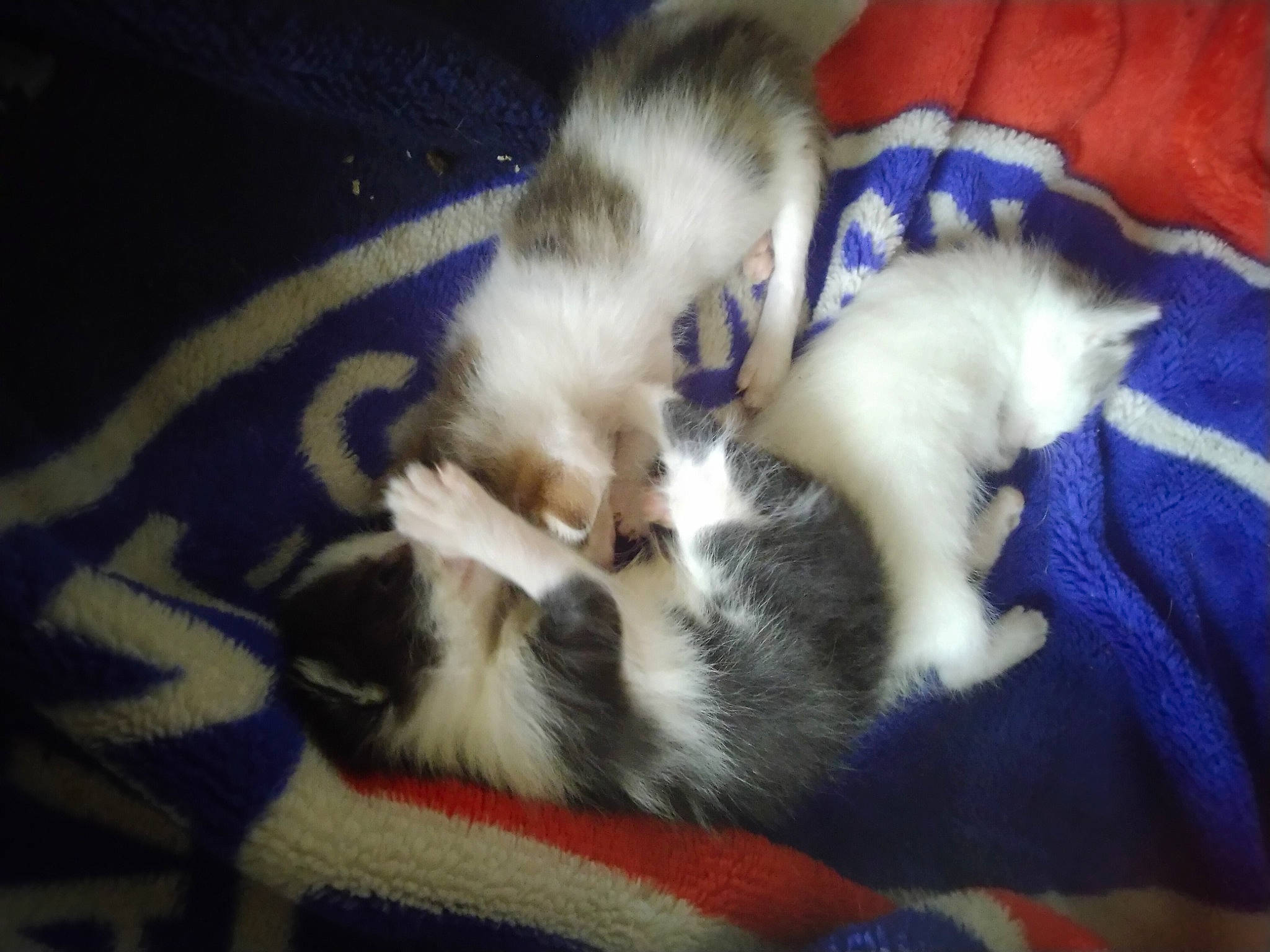 Felix Anatasya Et Blanche a rejoint le concours — aidez-le/la à gagner de superbes lots ! american_curl, canidae, carnivore, cat, dog_breed, felidae, kitten, mammal, norwegian_forest_cat, puppy, shih_tzu, small_to_medium_sized_cats, tail, vertebrate, whiskers