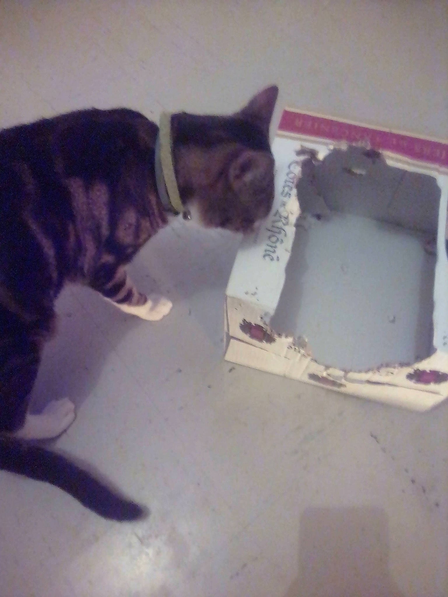 Kenjy a rejoint le concours — aidez-le/la à gagner de superbes lots ! carnivore, cat, domestic_short_haired_cat, european_shorthair, felidae, kitten, leg, polydactyl_cat, small_to_medium_sized_cats, tail, whiskers