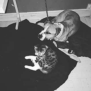 Kenjy participe au concours pour gagner de l'argent avec cette photo : black_and_white, carnivore, cat, felidae, kitten, photograph, photography, small_to_medium_sized_cats, snapshot, whiskers