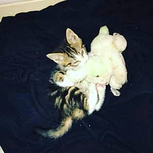 Kenjy a rejoint le concours — aidez-le/la à gagner de superbes lots ! cairn_terrier, canidae, carnivore, cat, dog_breed, felidae, fur, kitten, lhasa_apso, maltese, puppy, t_shirt, tail, toy_dog