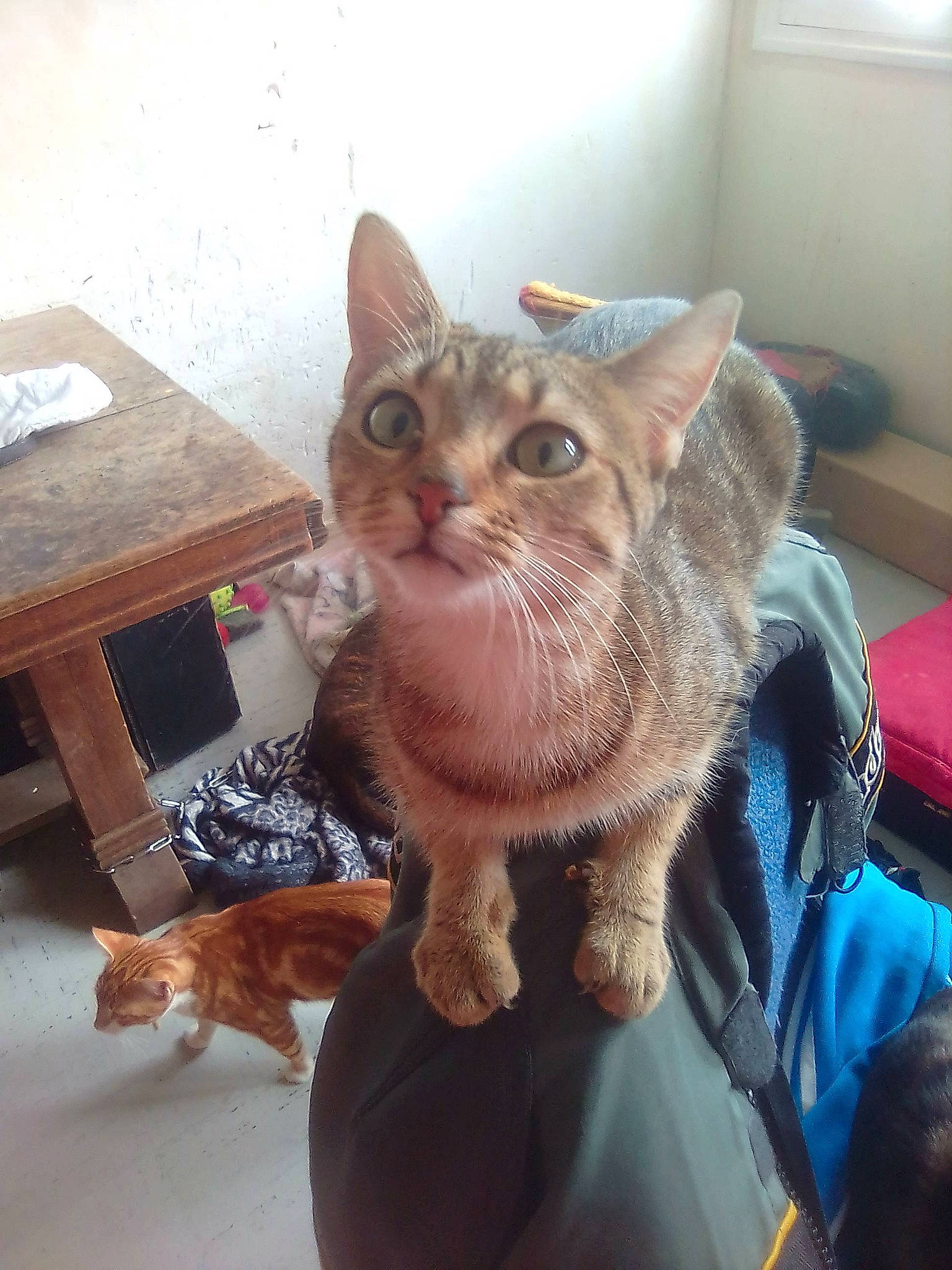 Kenza participe au concours pour gagner de l'argent avec cette photo : aegean_cat, american_shorthair, asian, carnivore, cat, chausie, domestic_short_haired_cat, dragon_li, european_shorthair, fawn, felidae, fur, german_rex, kitten, mammal, sitting, skin, small_to_medium_sized_cats, tabby_cat, whiskers