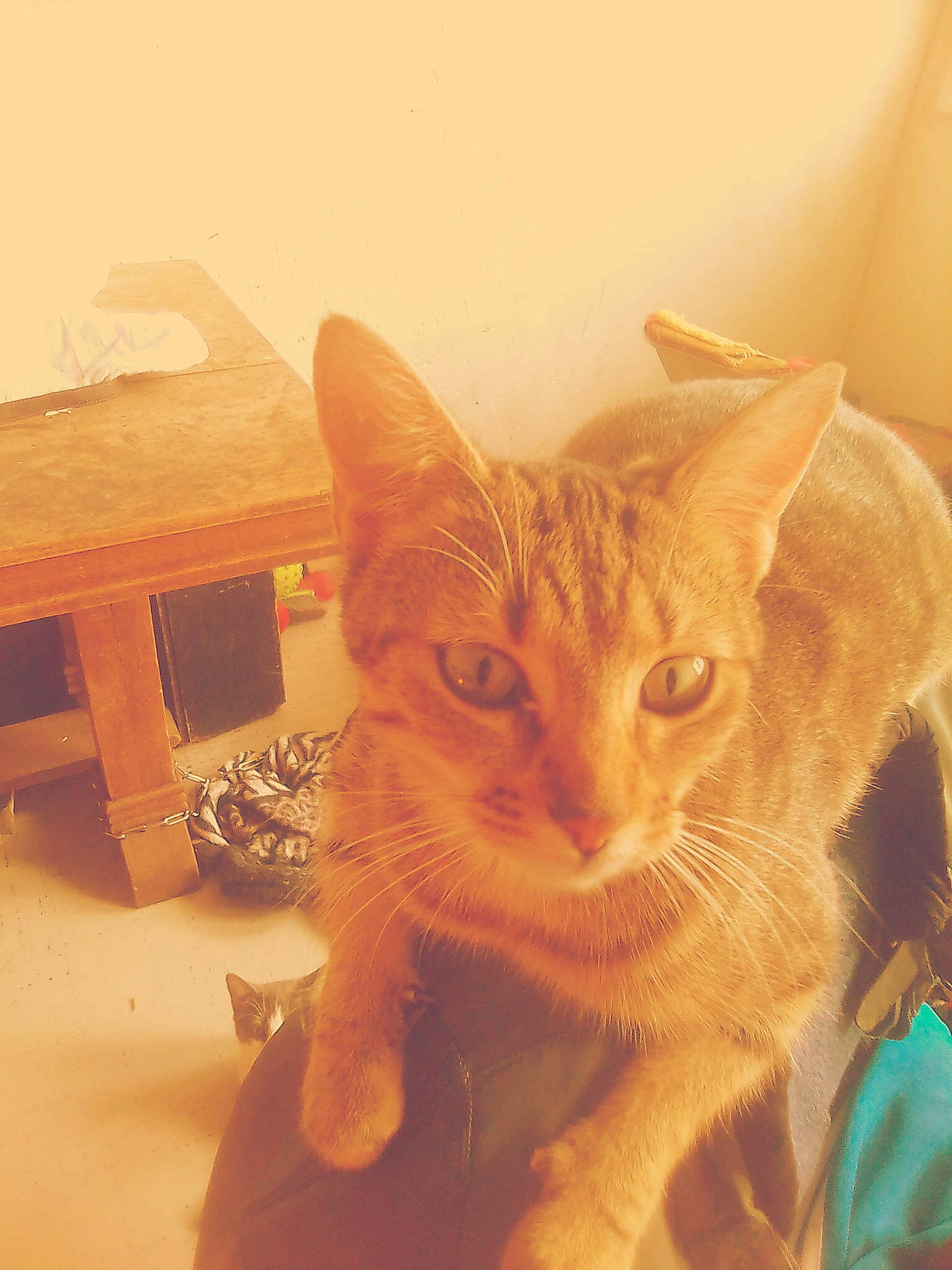 Kenza a rejoint le concours — aidez-le/la à gagner de superbes lots ! asian, carnivore, cat, domestic_short_haired_cat, ear, european_shorthair, eye, fawn, felidae, fur, kitten, nose, ocicat, small_to_medium_sized_cats, snapshot, tabby_cat, tail, whiskers