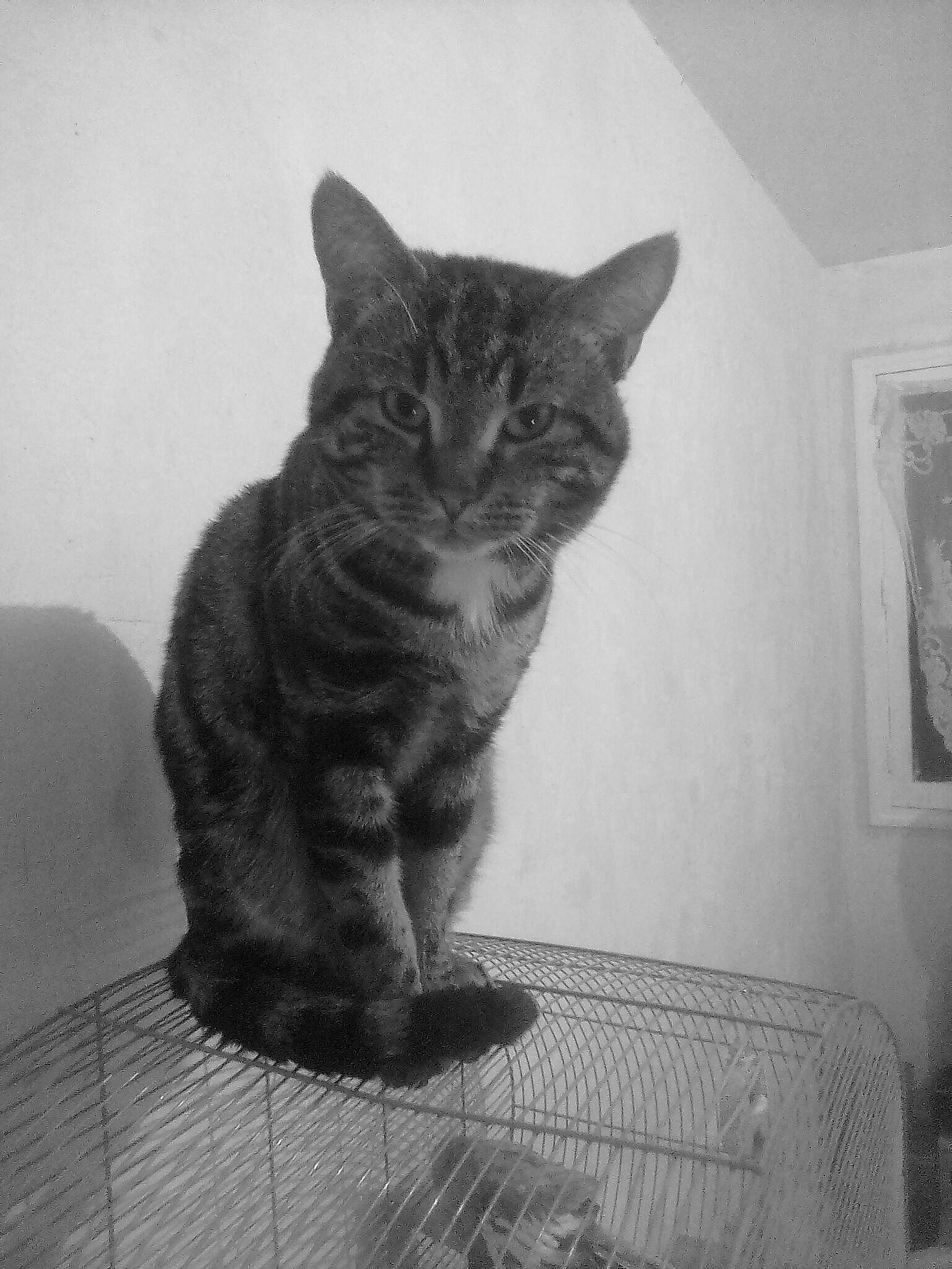 Roxy participe au concours pour gagner de l'argent avec cette photo : asian, black, black_and_white, carnivore, cat, domestic_short_haired_cat, dragon_li, european_shorthair, eye, felidae, fur, german_rex, kitten, monochrome, polydactyl_cat, small_to_medium_sized_cats, snout, tabby_cat, tail, whiskers