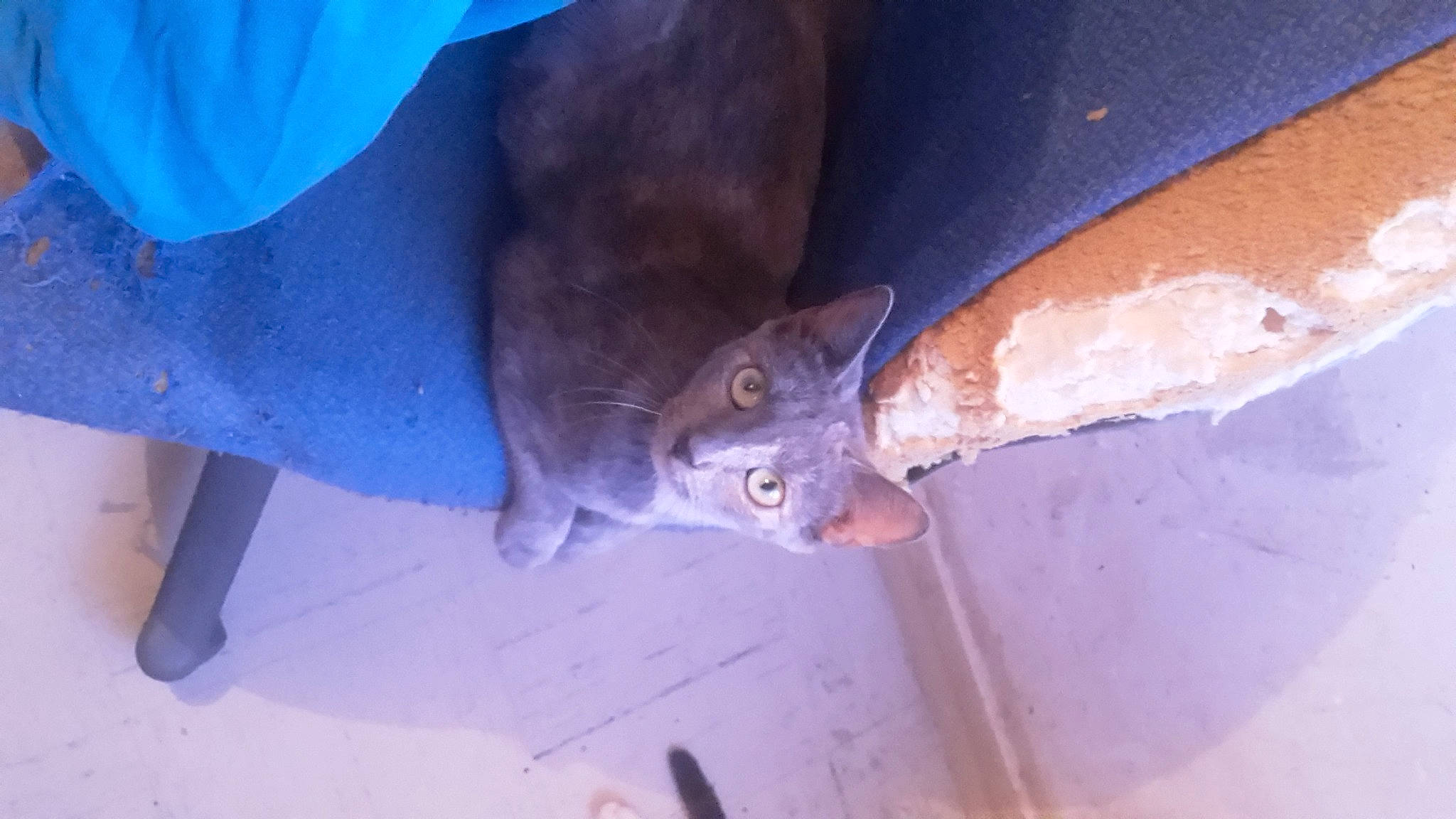 Angy participe au concours pour gagner de l'argent avec cette photo : turtle