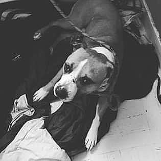 Locky a rejoint le concours — aidez-le/la à gagner de superbes lots ! american_pit_bull_terrier, american_staffordshire_terrier, boxer, canidae, carnivore, companion_dog, dog, dog_breed, ear, great_dane, non_sporting_group, nose, pit_bull, snout