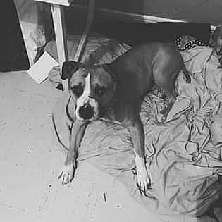 Locky participe au concours pour gagner de l'argent avec cette photo : american_pit_bull_terrier, american_staffordshire_terrier, boston_terrier, boxer, bull_and_terrier, bully_kutta, canidae, carnivore, dog, dog_breed, ear, fawn, mammal, non_sporting_group, pit_bull, snout, staffordshire_bull_terrier, tail