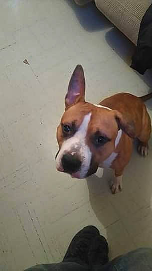 Locky a rejoint le concours — aidez-le/la à gagner de superbes lots ! american_pit_bull_terrier, american_staffordshire_terrier, boxer, canidae, carnivore, companion_dog, dog, dog_breed, ear, fawn, mammal, non_sporting_group, nose, pit_bull, rare_breed_dog, snout, staffordshire_bull_terrier, terrier, vertebrate