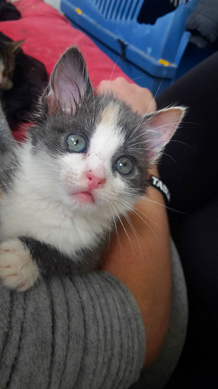 Nenette participe au concours pour gagner de l'argent avec cette photo : american_wirehair, carnivore, cat, domestic_short_haired_cat, european_shorthair, felidae, german_rex, kitten, mammal, norwegian_forest_cat, polydactyl_cat, small_to_medium_sized_cats, turkish_van, vertebrate, whiskers