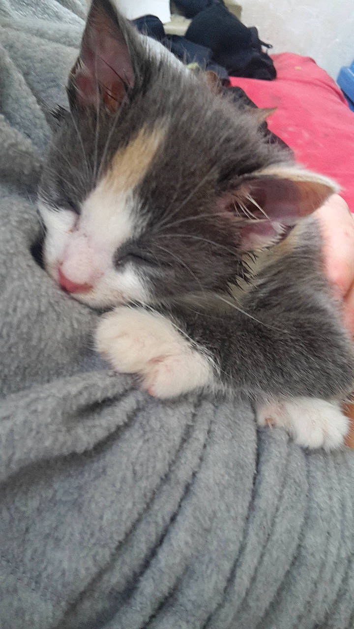 Nenette a rejoint le concours — aidez-le/la à gagner de superbes lots ! carnivore, cat, claw, domestic_short_haired_cat, european_shorthair, felidae, kitten, mammal, nap, norwegian_forest_cat, polydactyl_cat, small_to_medium_sized_cats, snout, vertebrate, whiskers