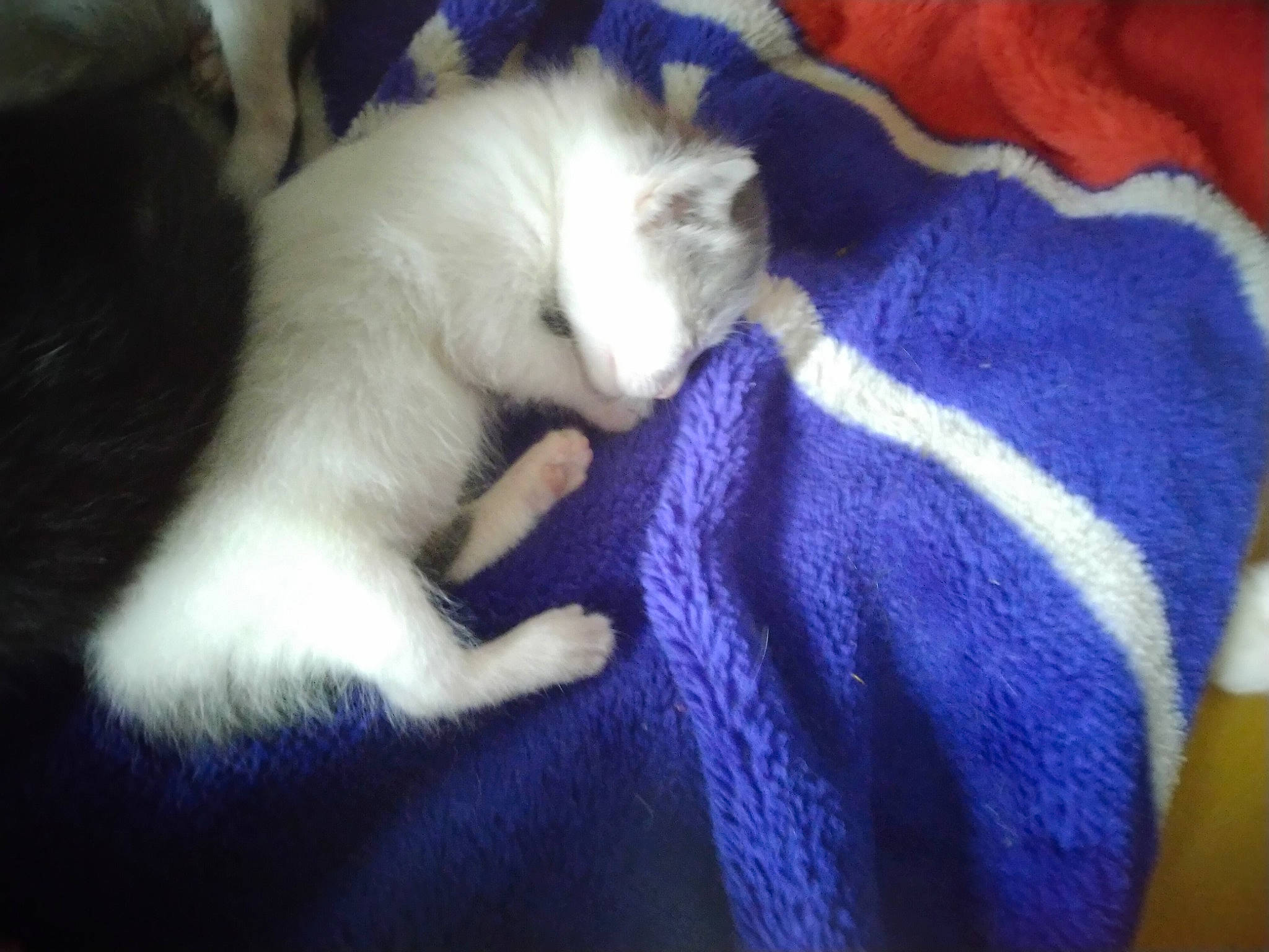 Blanche a rejoint le concours — aidez-le/la à gagner de superbes lots ! carnivore, cat, felidae, javanese, khao_manee, kitten, mammal, paw, ragdoll, small_to_medium_sized_cats, tail, turkish_angora, turkish_van, whiskers