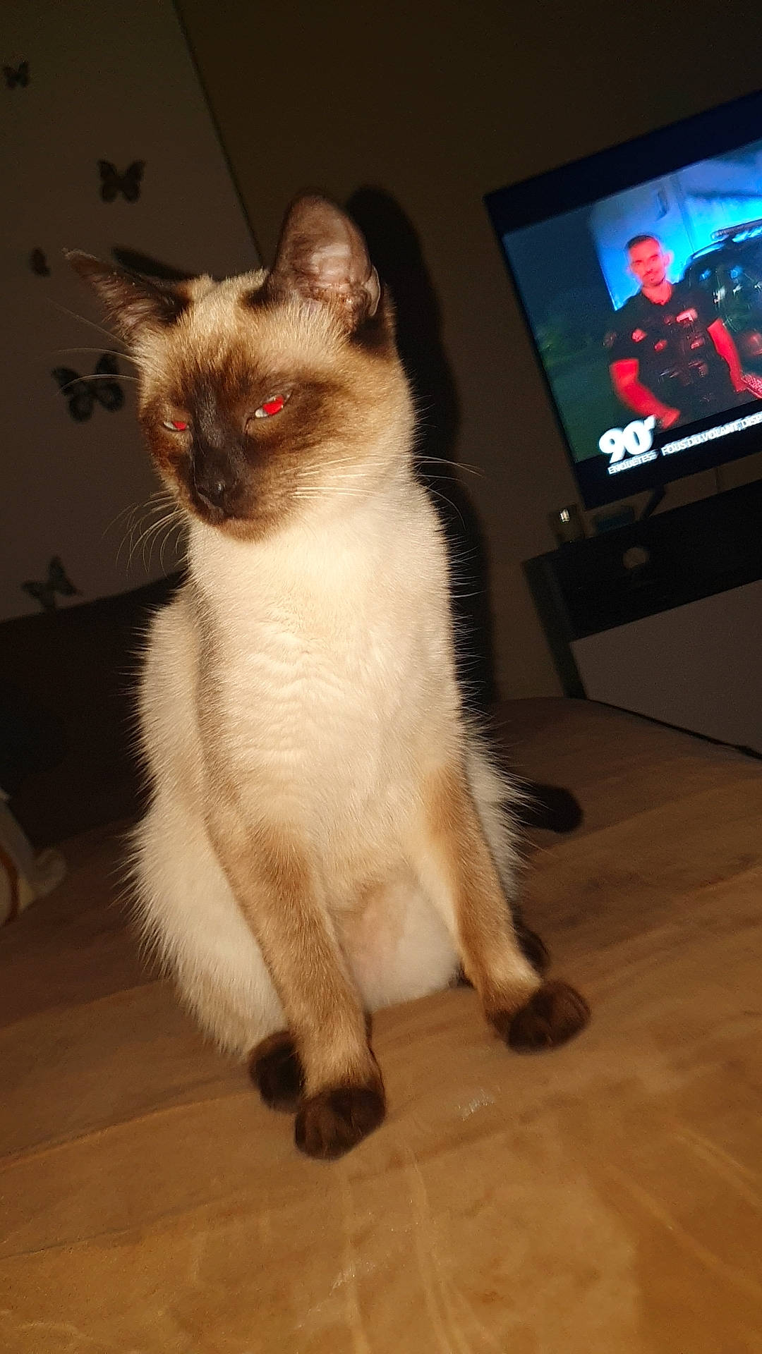 Chippy participe au concours pour gagner de l'argent avec cette photo : cable_television, carnivore, cat, domestic_short_haired_cat, entertainment_center, felidae, flooring, fur, hardwood, laminate_flooring, led_backlit_lcd_display, siamese, small_to_medium_sized_cats, snout, tail, television, thai, whiskers, wood, wood_flooring