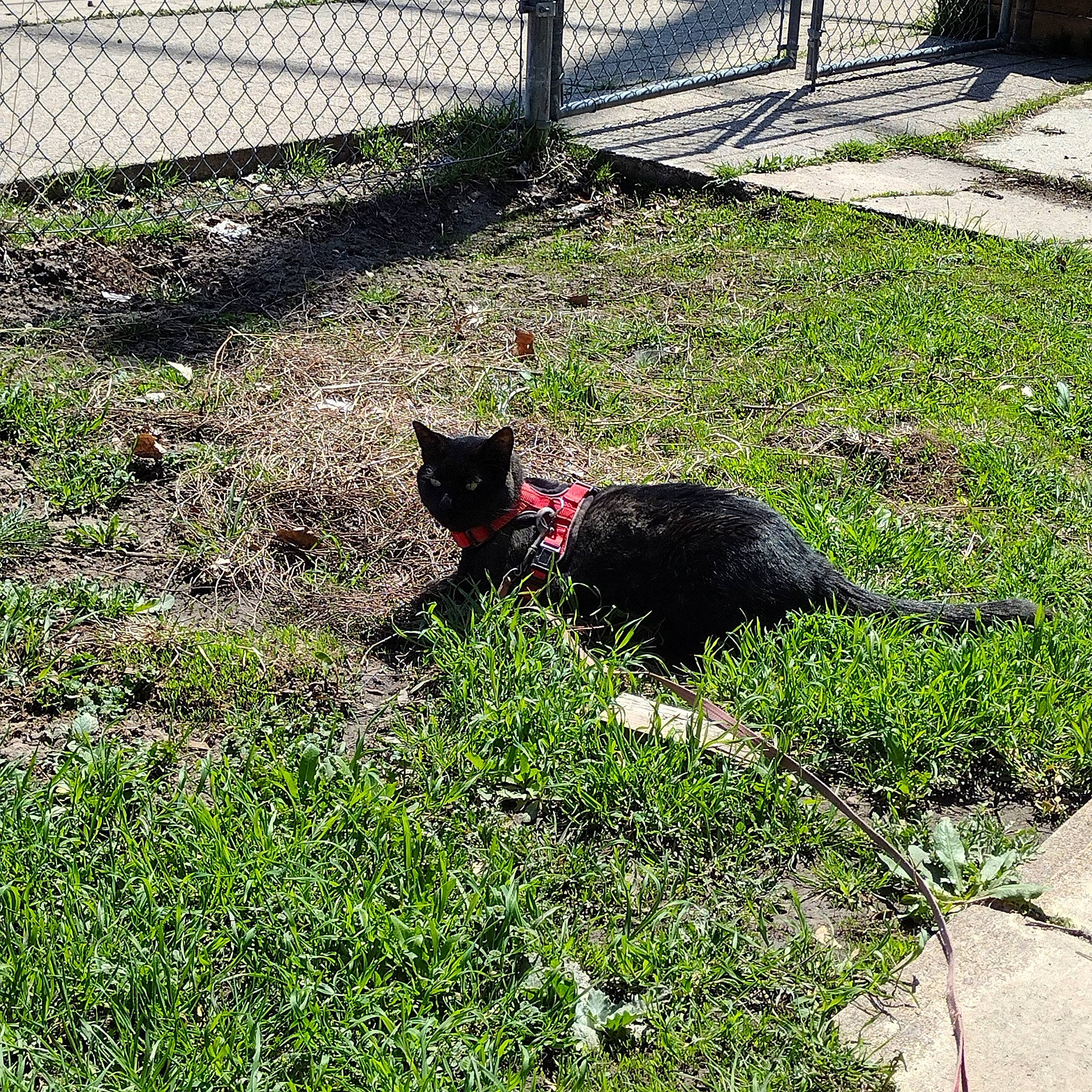 Moxie joined the competition — help win amazing prizes! black_cat, bombay, carnivore, cat, dog_breed, felidae, fence, grass, grass_family, groundcover, lawn, mesh, plant, shadow, small_to_medium_sized_cats, sporting_group, tail, terrestrial_animal, tints_and_shades, wire_fencing