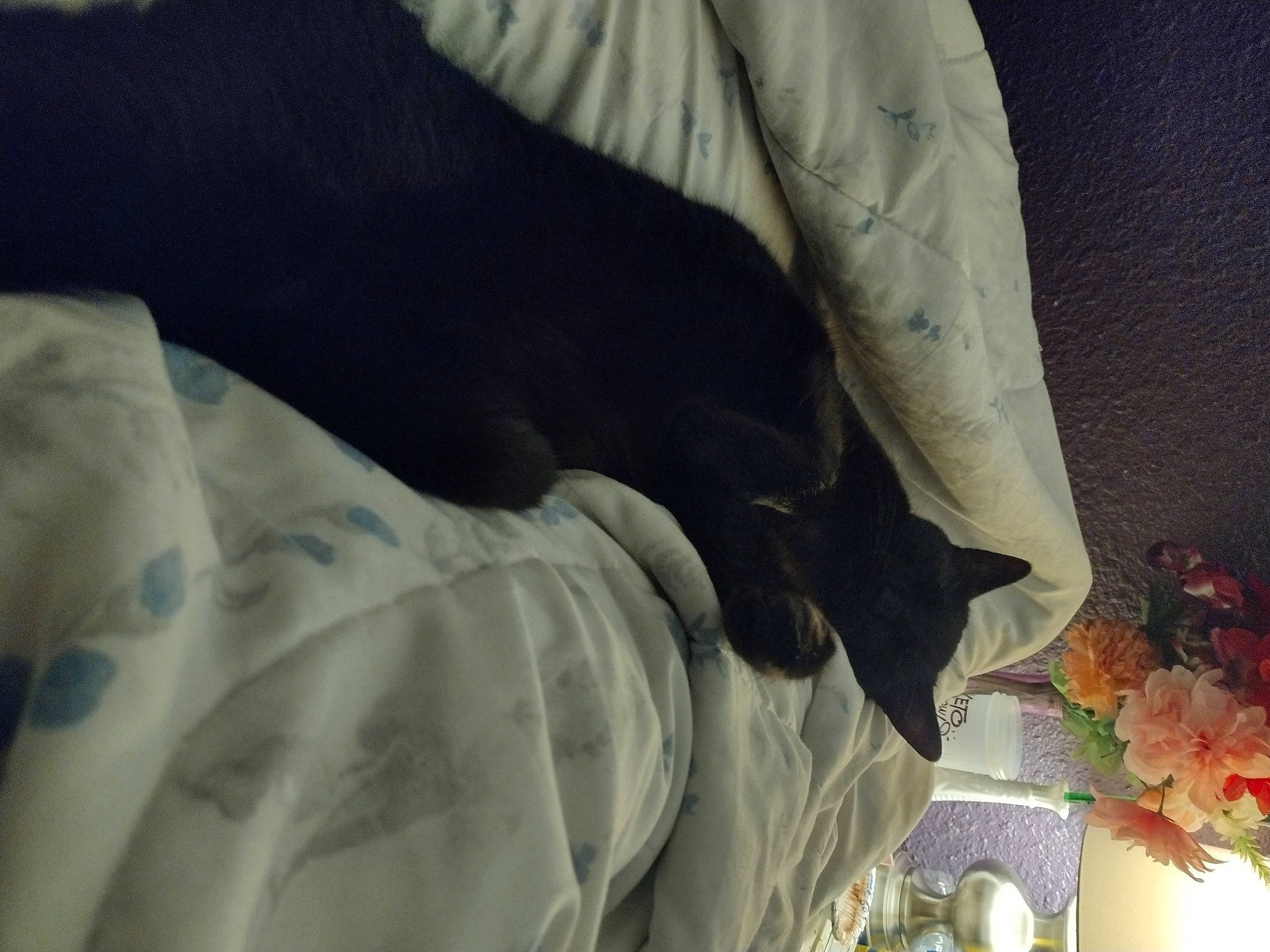 Moxie joined the competition — help win amazing prizes! carnivore, comfort, companion_dog, dog, dog_breed, elbow, felidae, flower, fur, human_leg, knee, leg, linens, plant, sleeve, small_to_medium_sized_cats, sporting_group, t_shirt, tints_and_shades, window