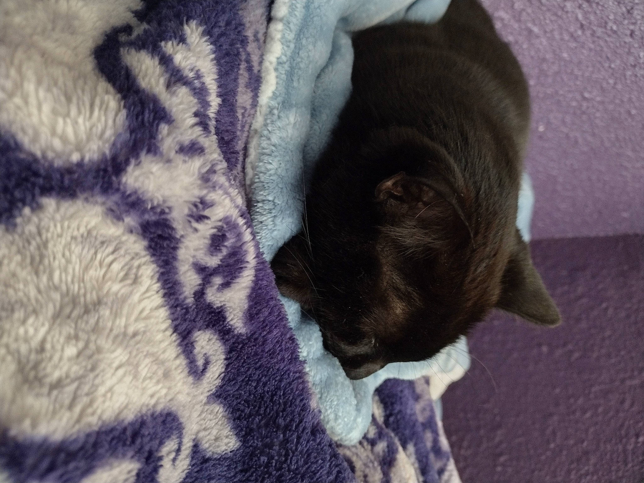 Moxie is registered to the contest to win money with this photo: canidae, carnivore, comfort, companion_dog, dog, dog_breed, electric_blue, fawn, felidae, fur, grey, linens, pug, small_to_medium_sized_cats, snout, sporting_group, tail, terrestrial_animal, whiskers, working_animal