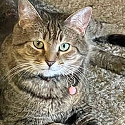 Bella Boldin joined the competition — help win amazing prizes! cat, tabby_cat, heterochromia, indoor, carpet, collar, pink_tag, pet, feline, animal, cute, relaxed, laying_down, whiskers, ears, paws, fur, domestic_cat, looking_at_camera, closeup