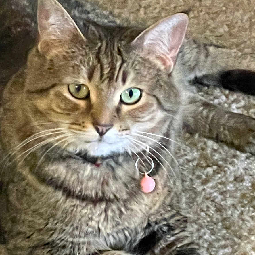 Bella Boldin joined the competition — help win amazing prizes! animal, carpet, cat, closeup, collar, cute, domestic_cat, ears, feline, fur, heterochromia, indoor, laying_down, looking_at_camera, paws, pet, pink_tag, relaxed, tabby_cat, whiskers