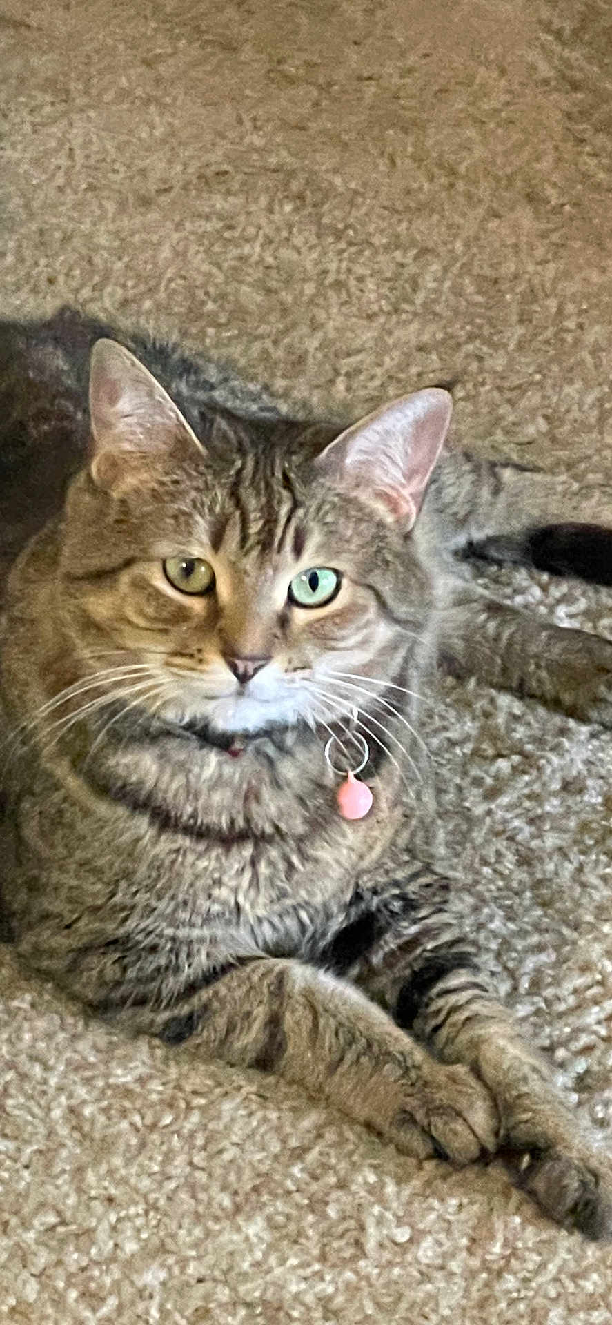 Bella Boldin joined the competition — help win amazing prizes! cat, tabby_cat, heterochromia, indoor, carpet, collar, pink_tag, pet, feline, animal, cute, relaxed, laying_down, whiskers, ears, paws, fur, domestic_cat, looking_at_camera, closeup