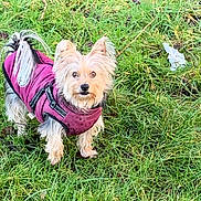 Jules a rejoint le concours — aidez-le/la à gagner de superbes lots ! dog, small_dog, purple_jacket, grass, outdoor, pet, animal, fur, ears, tail, alert, curious, nature, canine, walking, daytime, cute, domestic_animal, mammal, companion