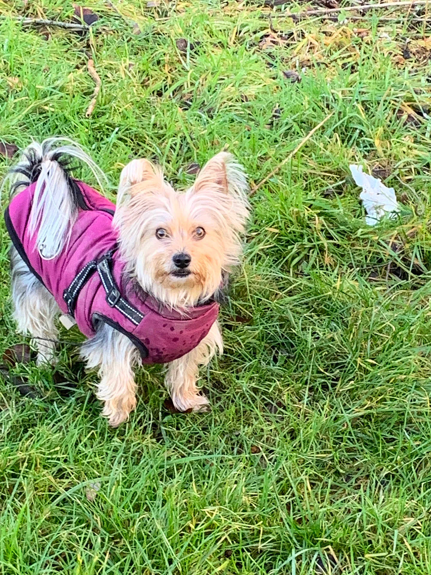 Jules a rejoint le concours — aidez-le/la à gagner de superbes lots ! dog, small_dog, purple_jacket, grass, outdoor, pet, animal, fur, ears, tail, alert, curious, nature, canine, walking, daytime, cute, domestic_animal, mammal, companion