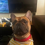 Cheisty is registered to the contest to win money with this photo: dog, french_bulldog, pet, portrait, close_up, sitting, indoors, living_room, collar, red_collar, striped_shirt, clothing, brown_dog, upright_ears, wrinkled_face, short_muzzle, black_nose, television, couch, home