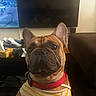 dog, french_bulldog, pet, portrait, close_up, sitting, indoors, living_room, collar, red_collar, striped_shirt, clothing, brown_dog, upright_ears, wrinkled_face, short_muzzle, black_nose, television, couch, home