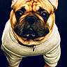 Cheisty is registered to the contest to win money with this photo: dog, french_bulldog, pet, animal, portrait, standing, outfit, clothing, white_clothing, wrinkles, ears, short_snout, dark_background, indoor, front_view, looking_at_camera, serious_expression, funny, full_body, photography