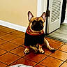 Cheisty is registered to the contest to win money with this photo: dog, french_bulldog, pet, animal, sitting, outfit, black_clothing, red_trim, indoors, tile_floor, doorway, home, ears, wrinkled_face, collar, portrait, front_view, brown_and_white, household, funny