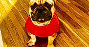 Cheisty joined the competition — help win amazing prizes! dog, french_bulldog, pet, red_sweater, sitting, indoors, wooden_floor, hardwood, sunlight, portrait, animal, canine, ears, wrinkles, muzzle, paws, collar, red_clothing, shadows, home