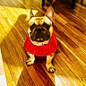 dog, french_bulldog, pet, red_sweater, sitting, indoors, wooden_floor, hardwood, sunlight, portrait, animal, canine, ears, wrinkles, muzzle, paws, collar, red_clothing, shadows, home