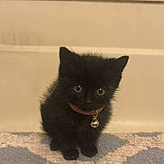 Kahalie joined the competition — help win amazing prizes! black_kitten, kitten, cat, pet, collar, bell, indoor, carpet, floor, cute, small, fur, animal, domestic_animal, looking_down, young, feline, whiskers, ears, sitting