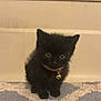 black_kitten, kitten, cat, pet, collar, bell, indoor, carpet, floor, cute, small, fur, animal, domestic_animal, looking_down, young, feline, whiskers, ears, sitting