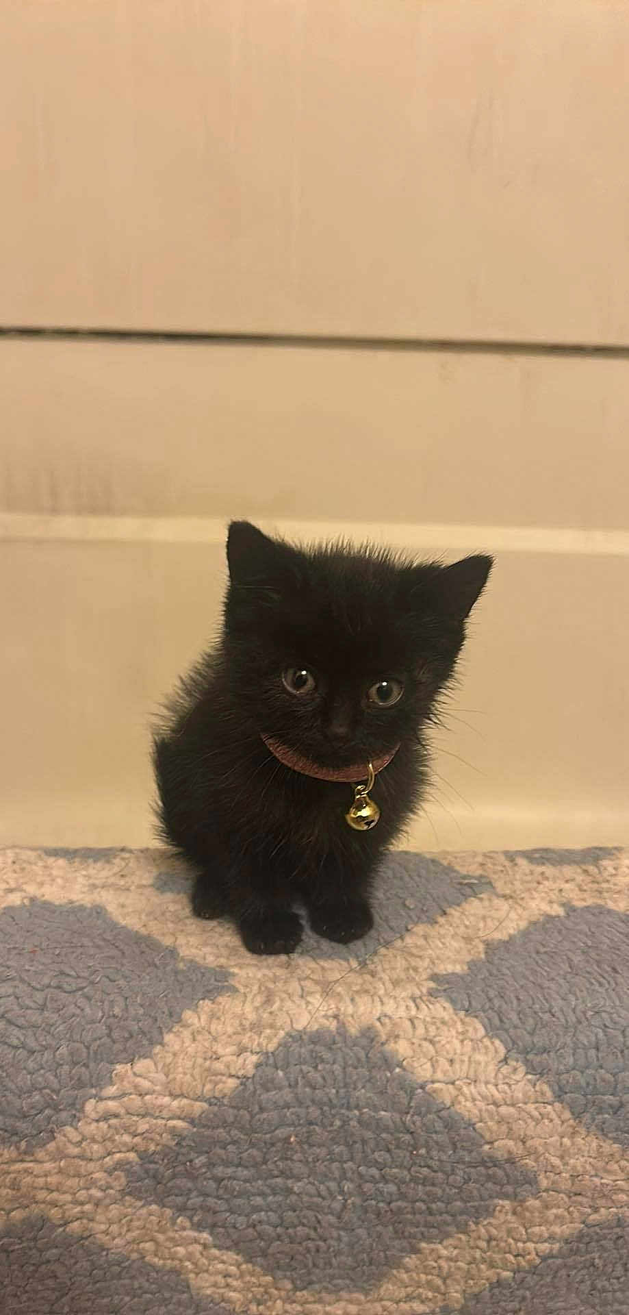 Kahalie joined the competition — help win amazing prizes! black_kitten, kitten, cat, pet, collar, bell, indoor, carpet, floor, cute, small, fur, animal, domestic_animal, looking_down, young, feline, whiskers, ears, sitting
